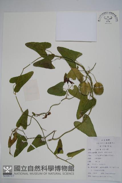 馬兜鈴藏品圖，第1張