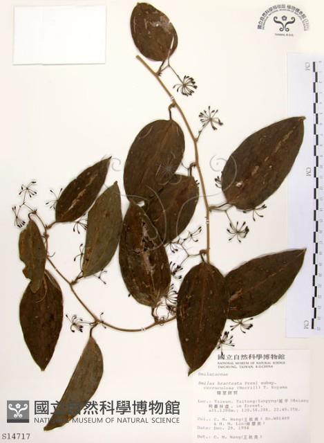 糙莖菝契藏品圖，第1張