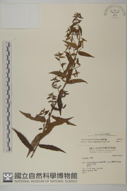 臺灣馬蘭藏品圖，第1張