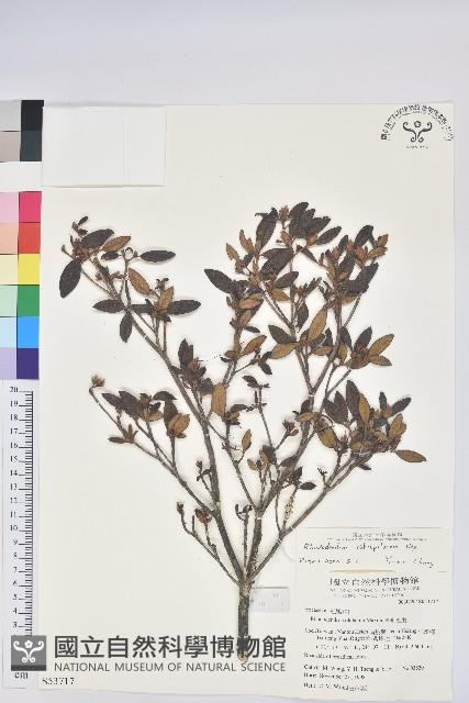 紅毛杜鵑藏品圖，第1張