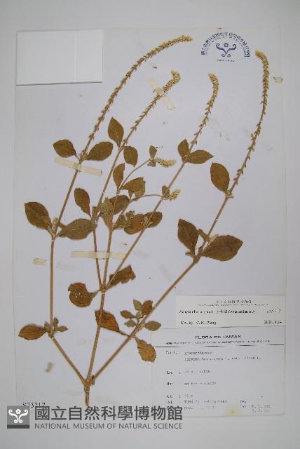 土牛膝藏品圖，第1張