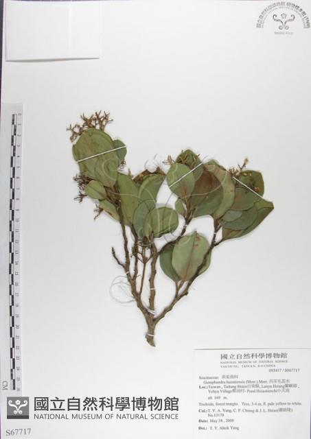 呂宋毛蕊木藏品圖，第1張