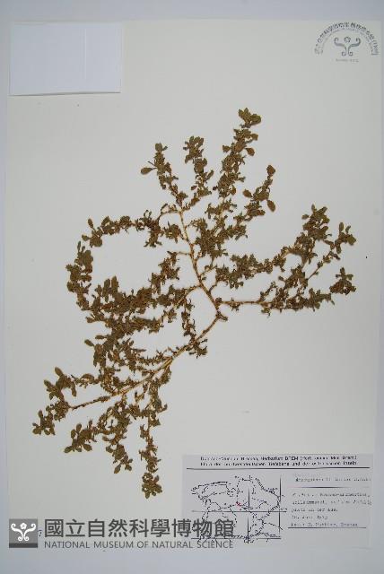 北美莧藏品圖，第1張