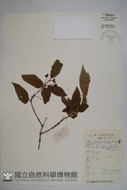 華西忍冬藏品圖，第1張