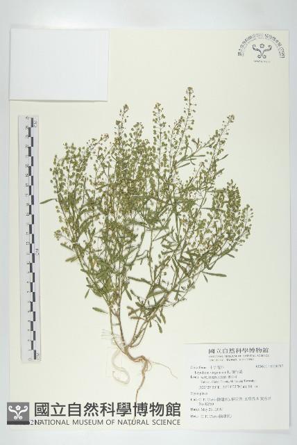 獨行菜藏品圖，第1張