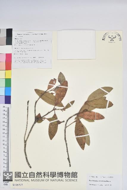 附生杜鵑藏品圖，第1張