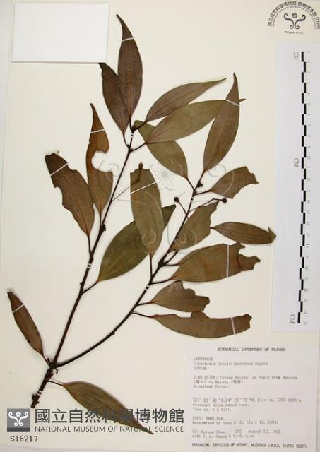 山肉桂、台灣肉桂藏品圖，第1張