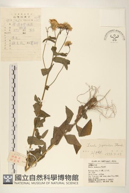 旋覆花藏品圖，第1張