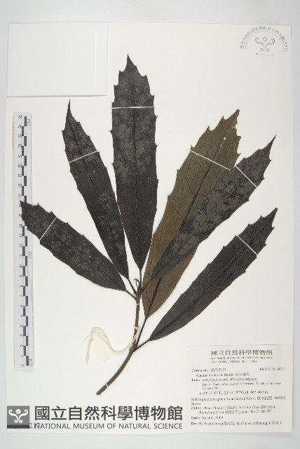 桃葉珊瑚藏品圖，第1張