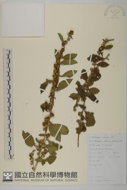 天名精藏品圖，第1張