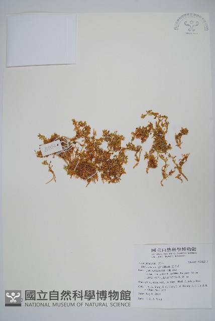 安旱草藏品圖，第1張