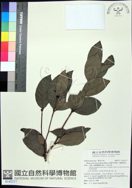 革葉羊角扭、細脈榖木藏品圖，第1張