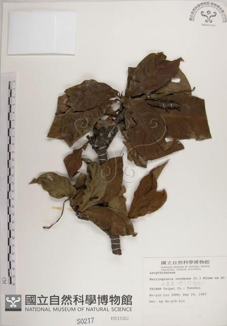 水茄苳、穗花棋盤腳樹藏品圖，第1張