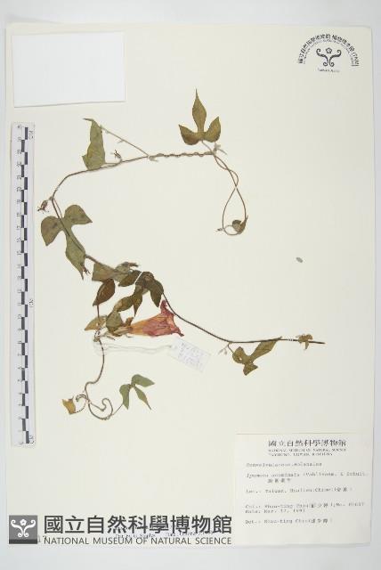 銳葉牽牛藏品圖，第1張