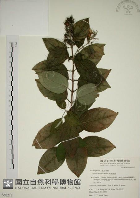 大葉溲疏藏品圖，第1張