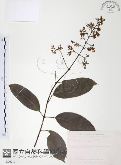 山香圓藏品圖，第1張