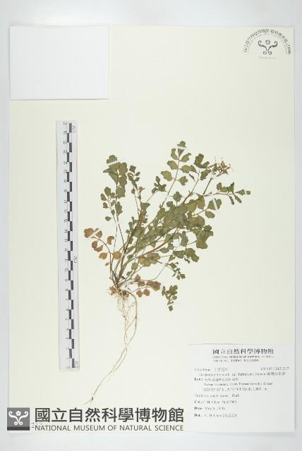 臺灣碎米薺藏品圖，第1張