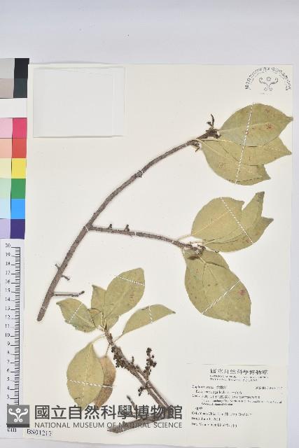 烏芙蓉藏品圖，第1張