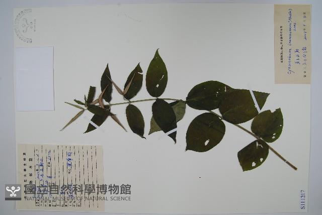 老君須藏品圖，第1張