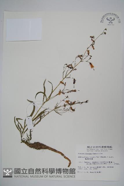 輪葉沙參藏品圖，第1張