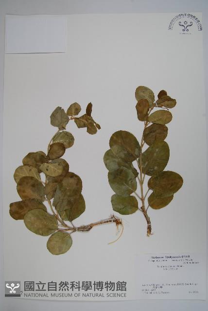 登錄號:S051217藏品圖，第1張