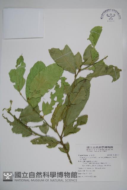 小刺山柑藏品圖，第1張