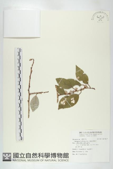 鄧氏胡頹子藏品圖，第1張