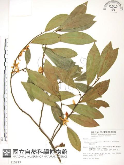 烏心石藏品圖，第1張