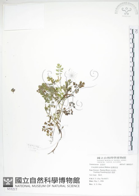 臺灣黃菫藏品圖，第1張