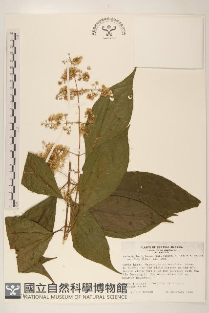 登錄號:S035217藏品圖，第1張