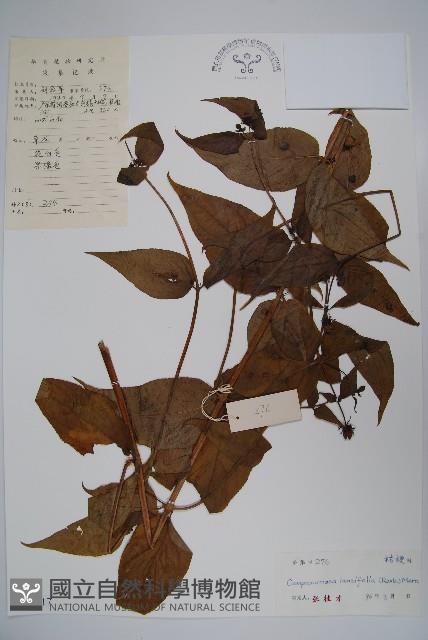 臺灣土黨參藏品圖，第1張