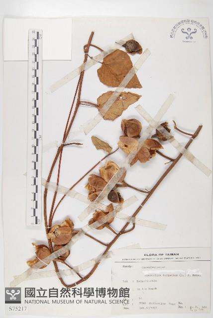 盒果藤藏品圖，第1張