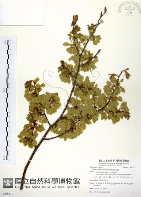 阿里山榆藏品圖，第1張