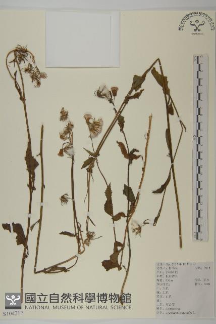 霍香薊藏品圖，第1張