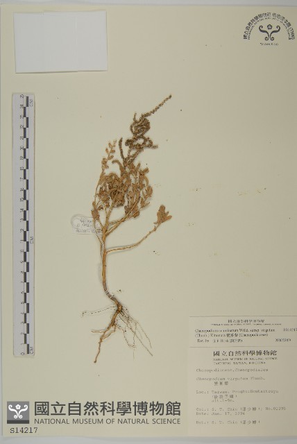 變葉藜藏品圖，第1張