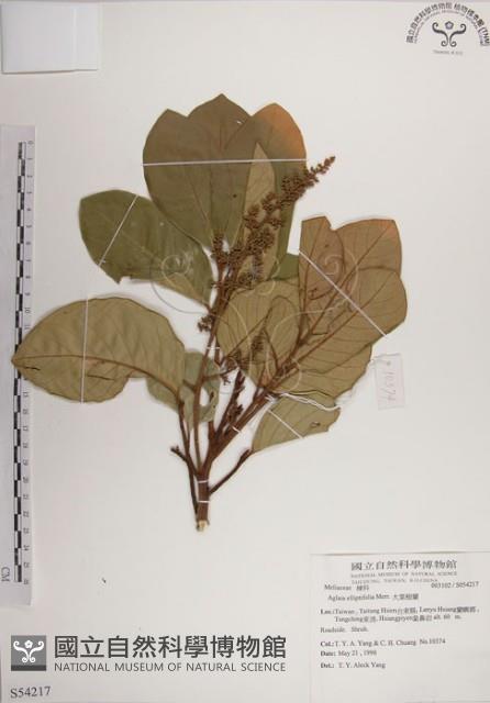 大葉樹蘭藏品圖，第1張