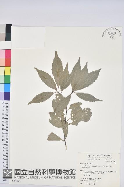 青剛櫟、鐵椆藏品圖，第1張