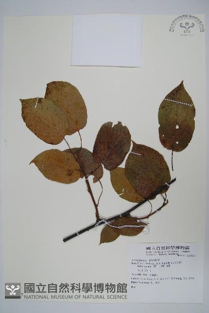 登錄號:S074217藏品圖，第1張