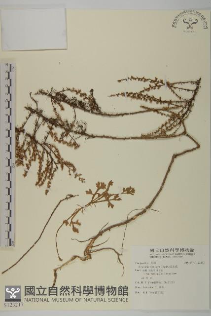 茵蔯蒿藏品圖，第1張