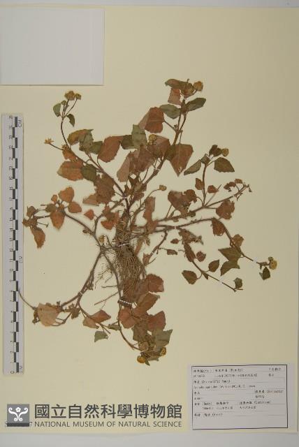 金鈕釦藏品圖，第1張