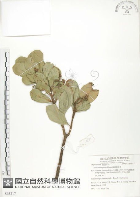 蘭嶼樹杞、蘭嶼紫金牛藏品圖，第1張