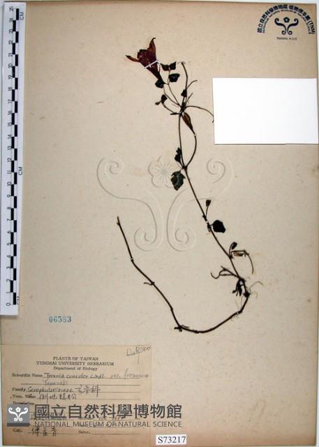 倒地蜈蚣、四角銅鑼藏品圖，第1張