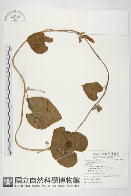 圓葉牽牛藏品圖，第1張