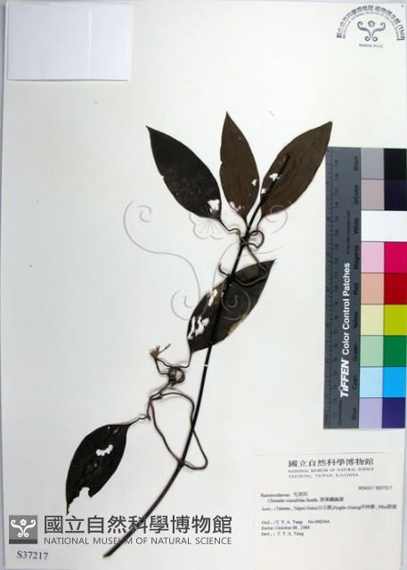 厚葉鐵線蓮藏品圖，第1張