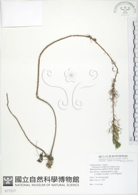 列當藏品圖，第1張