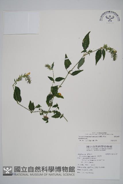 臺灣明萼草藏品圖，第1張