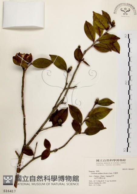 大頭茶藏品圖，第1張