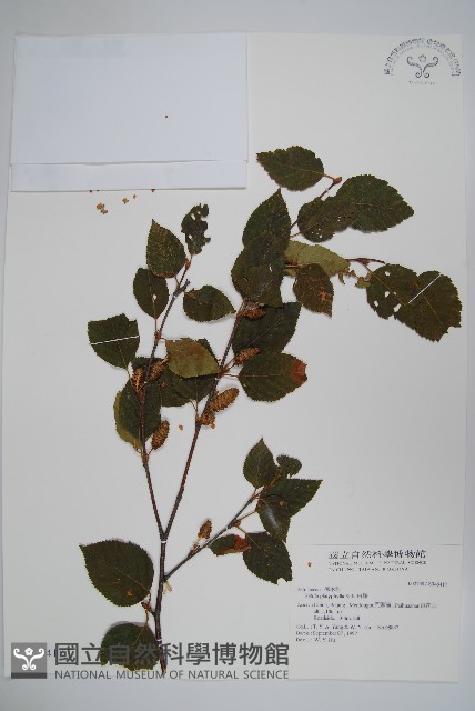 白樺、粉樺、臭樺藏品圖，第1張