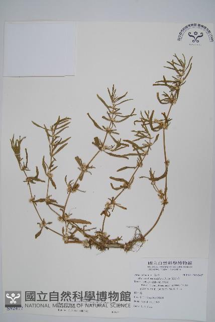 蓮子草藏品圖，第1張