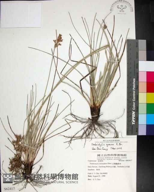 乾溝飄拂草藏品圖，第1張